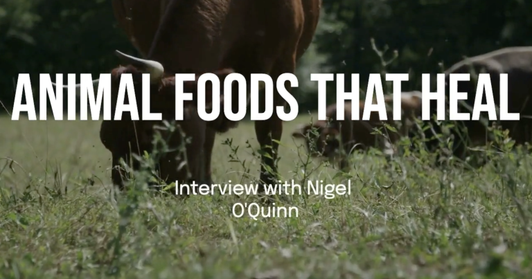 Animal Foods That Heal - Cattle grazing in a regenerative farm, promoting sustainable practices and nutrient-rich organ meats for health and fertility